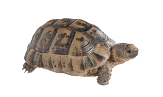 Black store greek tortoise