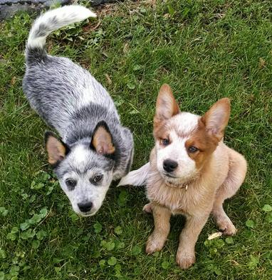 Mini red heeler puppies best sale for sale