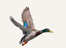 New Mexico Waterfowl