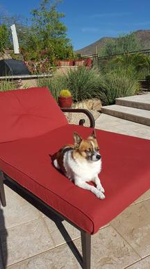 Pet Sitting Scottsdale