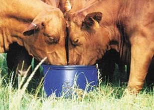 Molasses Protein tubs add minerals and protien to the cattle diet.