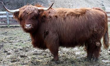 Highland cattle black,Scottish highland cattle,Black highland cattle,Highland cattle, Highland calves