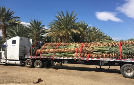 Phoenix dactylifera Medjool Date Palms by South Coast Wholesale. California, Florida, Texas, Arizona, Las Vegas