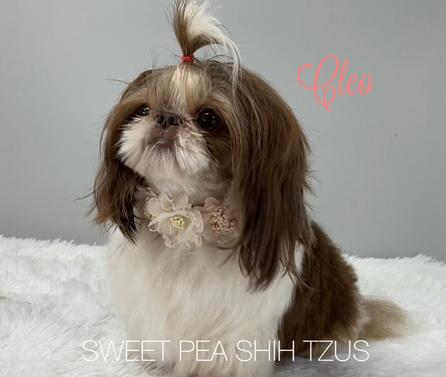 Cleo is our stunning red and white liver parti girl. She is a solid 7 lbs with a short cobby body. Her big eyes and high set nose are to die for. Cleo produces gorgeous puppies with superb baby doll faces! See Olive, our keeper out of Cleo & Kai below.