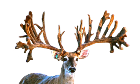 BLACK JACK WHITETAIL FAWNS FOR SALE IN MICHIGAN