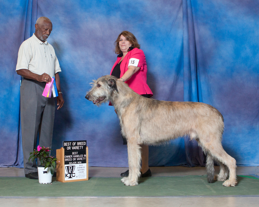 Mt carmel best sale irish wolfhounds