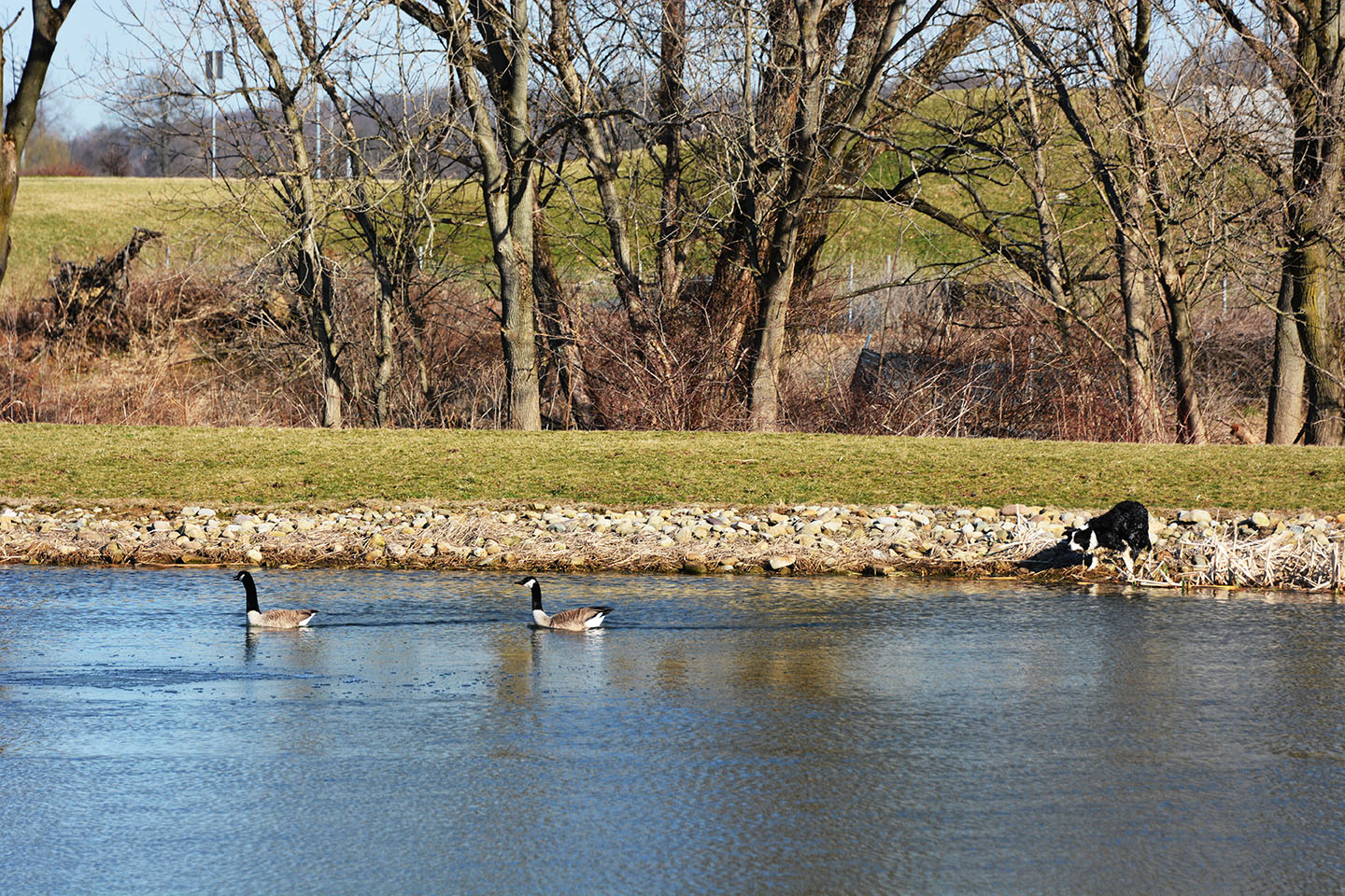 Geese Police of Western Pennsylvania PA boarder collie in action chasing problem canada geese
