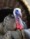 Thanksgiving Murder Mystery Party