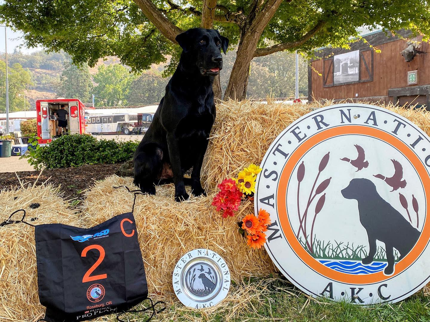 Ukc retriever hunt hot sale test