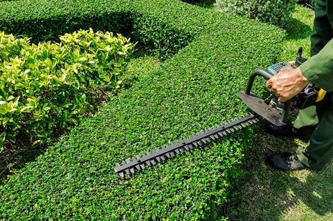 Affordable Shrub Care Services in Omaha NE | Omaha Junk Disposal