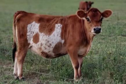 Mini Jersey Cattle