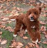 a medium size white and brown dog standing in a yard