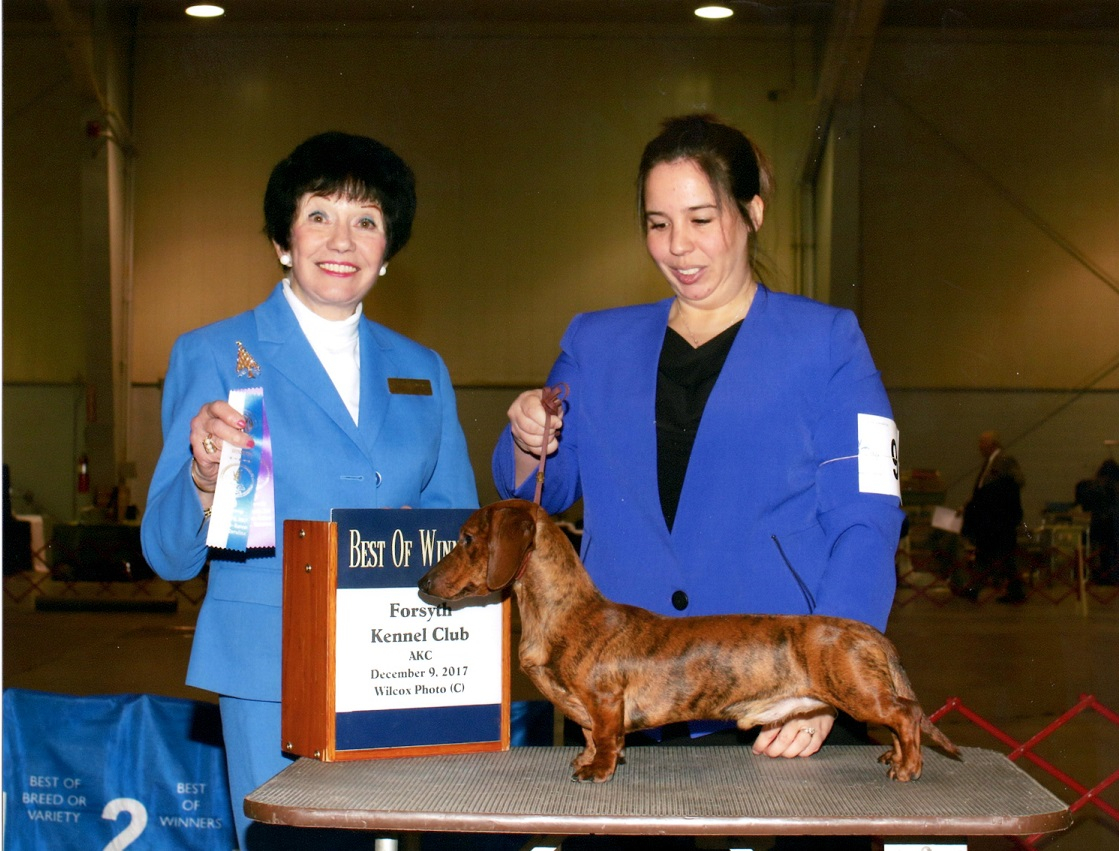 Kennel club shop miniature dachshund