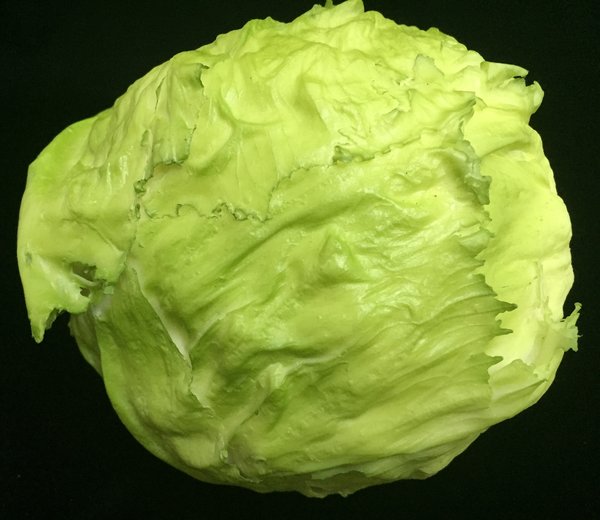 Iceberg Lettuce Head Replica FoodFake Food...Display Food