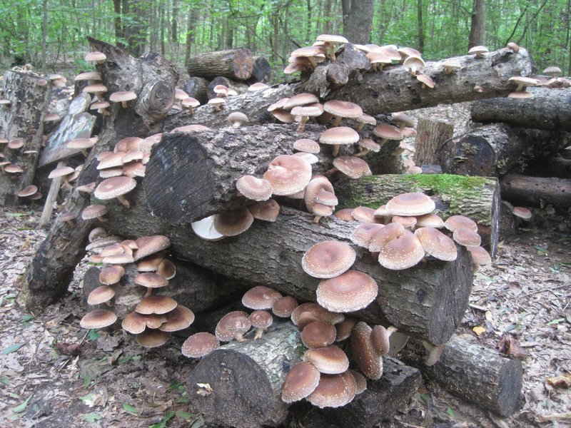 Contact Mushroom Mountain Mushroom Mountain