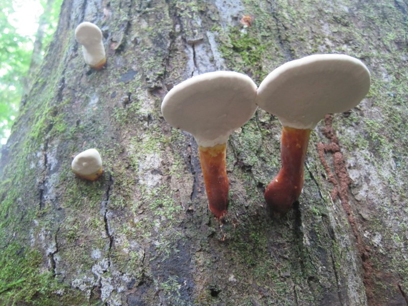 Contact Mushroom Mountain Mushroom Mountain