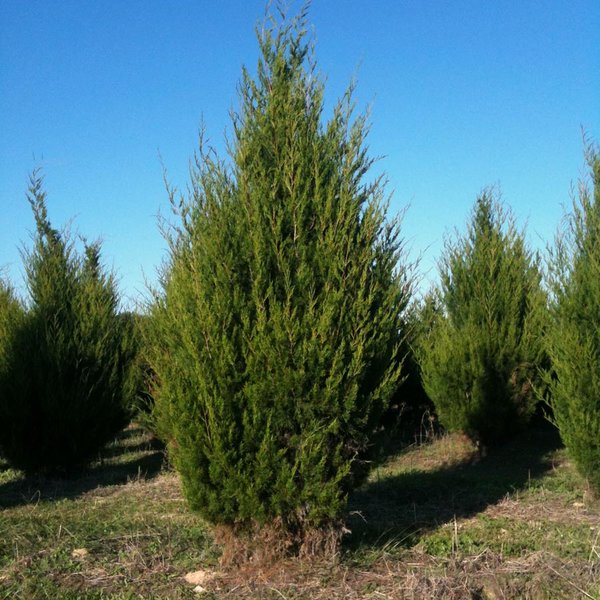 Jałowiec wirginijski (Juniperus virginiana)