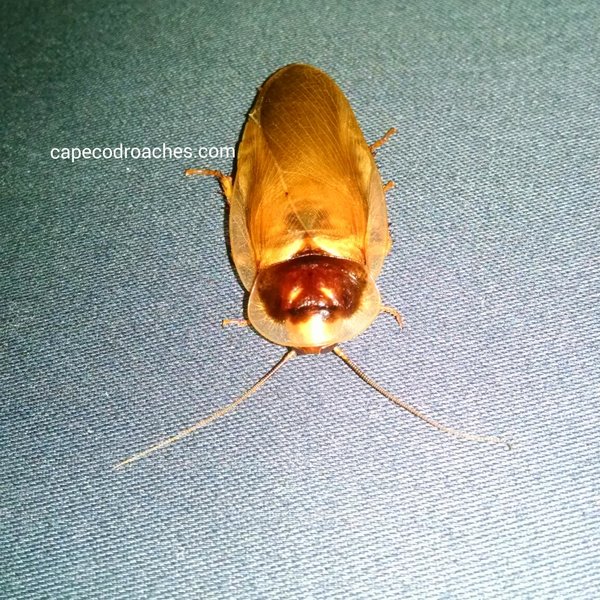 Dubia 'Gold' Roaches for sale Cape Cod Roaches dubia, discoid