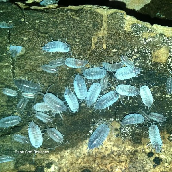 Powdery Blue Isopod Roaches for sale Cape Cod Roaches dubia