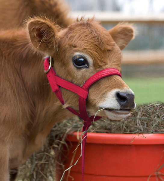 Nylon Halter in 6 Colors for Mini Cows Mini Cattle Supply Halters and