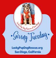 Donate to Lucky Pup Dog Rescue Giving Tuesday