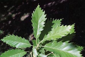 Quercus muehlenbergii ​