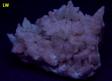 SW LW fluorescing CALCITE - Minerva No. 1 Mine (Ozark-Mahoning No. 1 Mine), Ozark-Mahoning Group, Cave-in-Rock Sub-District, Illinois - Kentucky Fluorspar District, Hardin County, Illinois, USA - for sale
