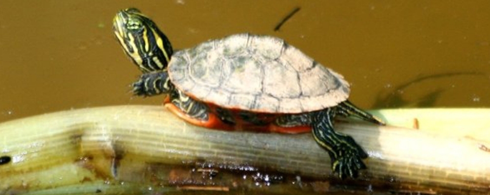 Mid-atlantic Turtle & Tortoise Society - Online