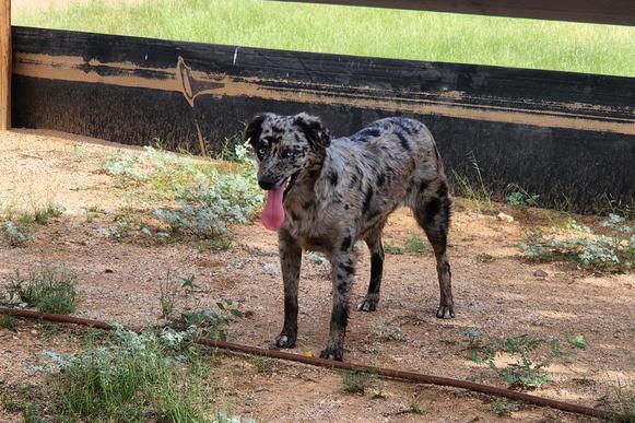 ASCA breeder
