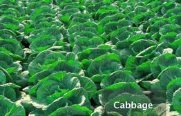 Cabbage