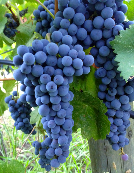 Cluster of ripe wine grapes