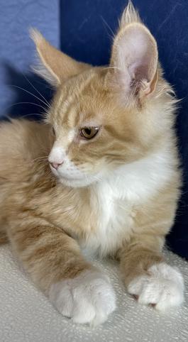 Maine Coon Kittens