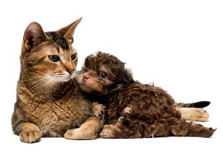 Small animal flea and tick information