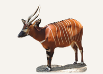 Hunting Bongo Cameroon