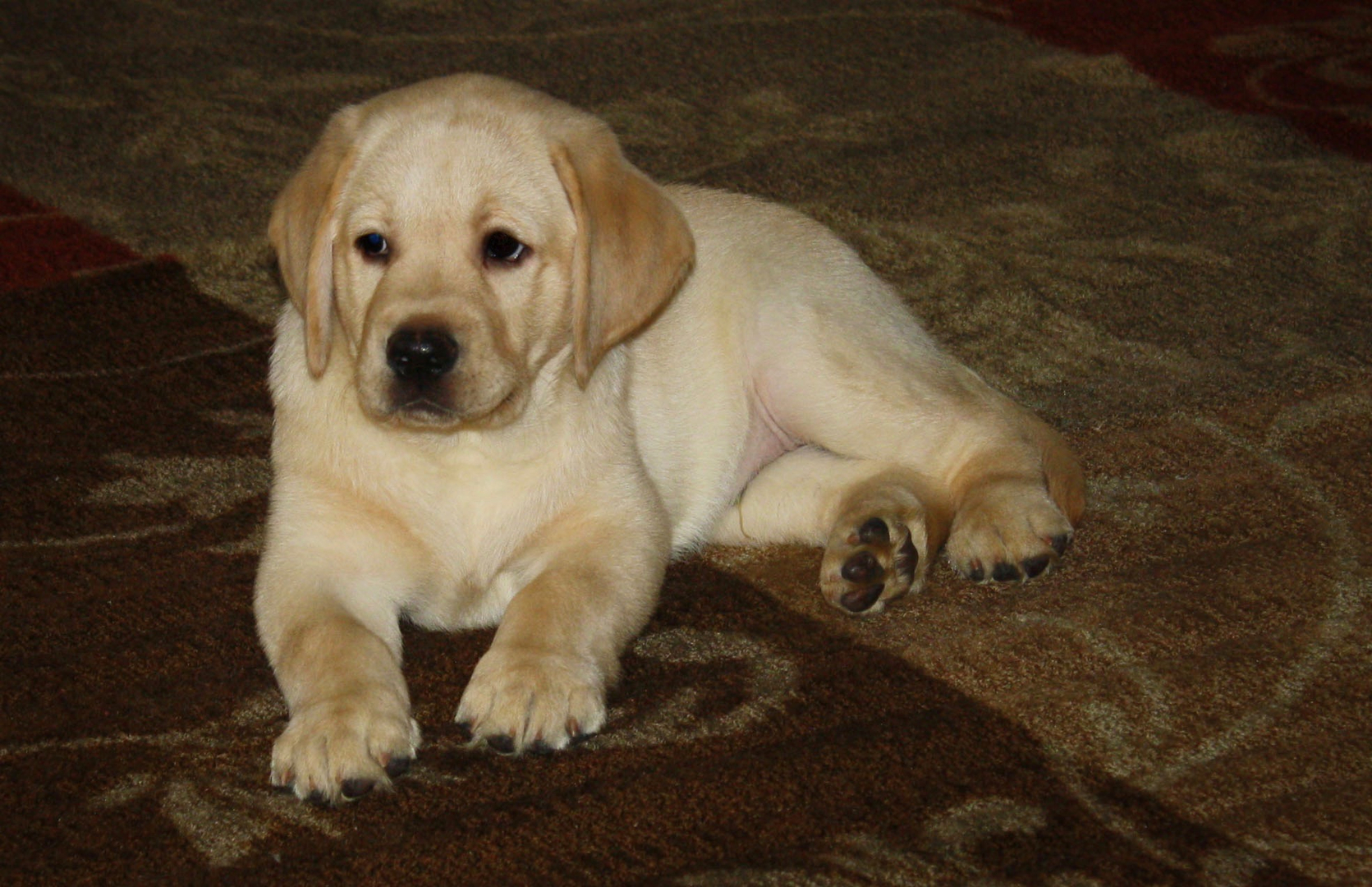 Good quality sale labrador puppies