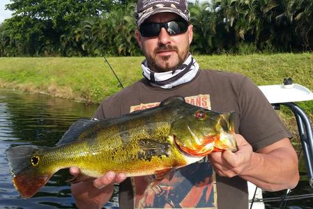 Peacock Bass in South Florida waters