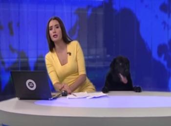 Dog's Surprise Appearance During Live News