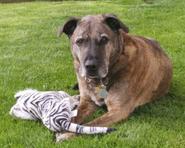 Aunt Carol's Pet & Home Sitting