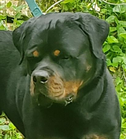 WESTERN FAMILY RANCH GOATS & AKC ROTTWEILERS FOR SALE Middle TN ...