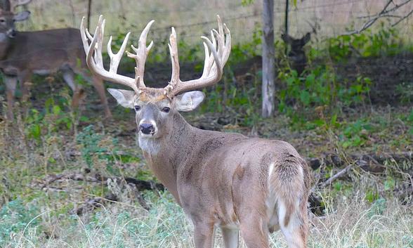 Texas Whitetail Deer Hunt