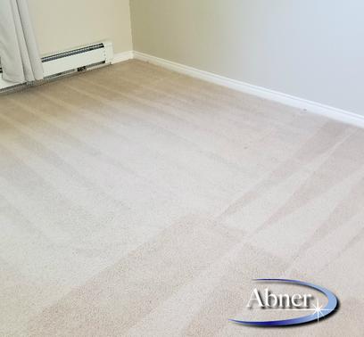 Photo of professional carpet cleaning in Bedford.