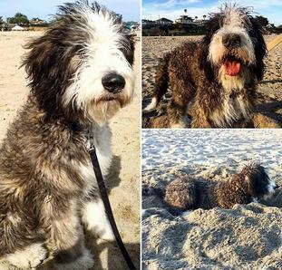 Brindle Bernedoodle Puppies