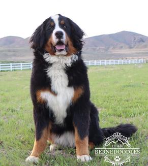 Melody Bernese