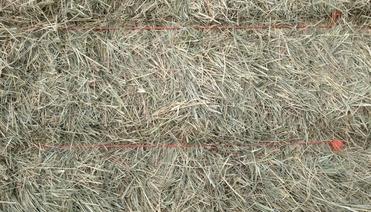 Coastal Hay in Square Bales