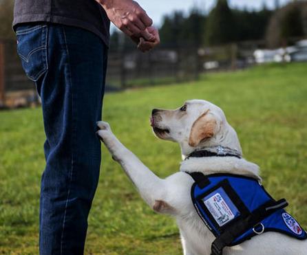 Getting furry support: Louisville woman gets diabetic service dog, Community