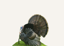 Hunting Merriam Turkey Washington