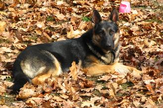 Puppies - German Shepherds of Huntersland