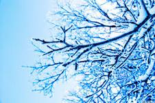 tree storm damage, winter scene, close up of tree trimming limbs