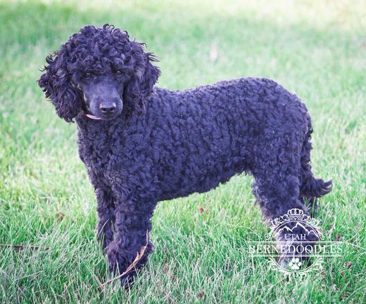 Taffy Mini Poodle