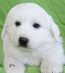 Great Pyrenees puppies ~ Wells' Providence AKC Registered Livestock Guardian Dogs and puppies